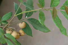 Dimocarpus longan